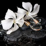 Beautiful cryogenic spa concept of delicate white hibiscus, zen  Czarno Białe Obraz
