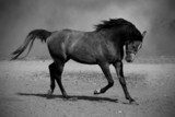 Galloping black horse  Czarno Białe Obraz