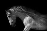 horse portrait on a dark background  Czarno Białe Obraz