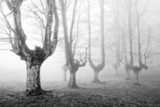 creepy forest with scary trees  Czarno Białe Obraz