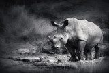 White Rhinoceros  Czarno Białe Obraz