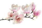 Czar promiennej magnolii  Kwiaty Fototapeta