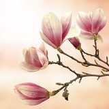 Delikatny jak magnolia Kwiaty Fototapeta