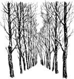 Trees in the winter park  Drawn Sketch Fototapeta