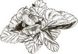 Hand drawing begonia flower  Drawn Sketch Fototapeta