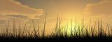Black grass over sky sunset banner  Trawy Fototapeta