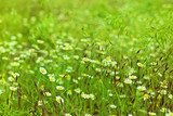 Camomile flowers on meadow  Trawy Fototapeta