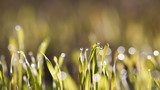warm color fresh grass in morning dew  Trawy Fototapeta