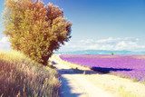 Lavender field  Prowansja Fototapeta