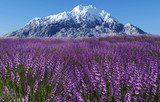 Lavender field with blue sky and mountain cover with snow  Prowansja Fototapeta