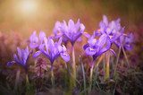 Iris flower bloom early spring  Kwiaty Obraz
