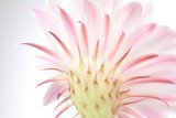 Light  pink cactus flower .  Kwiaty Obraz