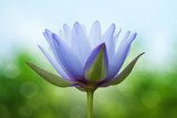 Blue lotus on spring background  Kwiaty Obraz