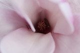 Magnolia inside  Kwiaty Obraz
