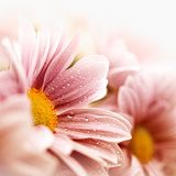 Beautiful daisy flowers closeup  Kwiaty Obraz