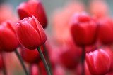 Pink tulips  Kwiaty Obraz
