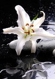 Macro of white lily with therapy stones  Kwiaty Obraz