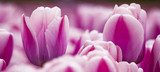 Pink tulips  Kwiaty Obraz