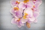 Orchid.  Kwiaty Obraz