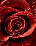 Red rose  Kwiaty Obraz