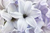 Hyacinth closeup  Kwiaty Obraz