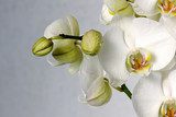 white orchids  Kwiaty Obraz