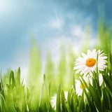 Daisy flowers on the meadow, seasonal backgrounds for your desi  Kwiaty Obraz