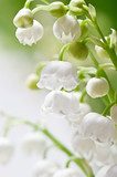 Delicate flowers on a branch of lily of the valley  Kwiaty Obraz