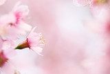 sakura cherry blossom flowers  Kwiaty Obraz