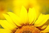 Beautiful sunflower in field  Kwiaty Obraz