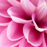 Pink dahlia close-up  Kwiaty Obraz