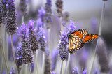 Butterfly with lavenders  Kwiaty Obraz