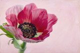 Closeup of anemone flower2  Kwiaty Obraz