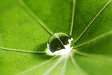Water drop on green leaf  Obrazy do Łazienki Obraz