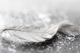 White feather with water drops  Obrazy do Łazienki Obraz