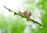Snail on dewy grass close up  Obrazy do Łazienki Obraz