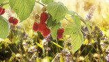 Raspberry.Garden raspberries at Sunset.Soft Focus  Owoce Obraz
