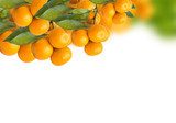 tangerine trees  Owoce Obraz