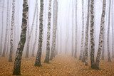Pathway in mist birch grove  Styl skandynawski Fototapeta