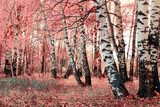 pink birch grove  Styl skandynawski Fototapeta