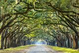 Country Road Lined with Oaks in Savannah, Georgia  Obrazy do Salonu Obraz
