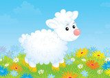 Little white sheep walking on a flowery meadow  Obrazy do Pokoju Dziecka Obraz