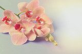 Tańczące orchidee. Zmysłowe piękno. Fototapety Pastele Fototapeta