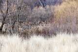 Leśny widok wśród traw Fototapety Pastele Fototapeta