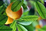 Fresh oranges  Owoce Obraz