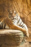 Beautiful tiger  Afryka Fototapeta