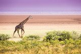 Giraffes in Lake Manyara national park, Tanzania  Afryka Fototapeta