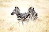 Zebra  Afryka Fototapeta