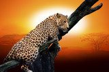 Leopard  Afryka Fototapeta