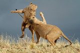 Playful African lions, Kalahari desert  Afryka Fototapeta